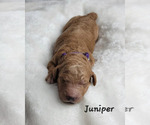 Small Photo #17 Goldendoodle Puppy For Sale in KNOXVILLE, TN, USA