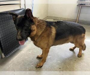 German Shepherd Dog Dogs for adoption in Camarillo, CA, USA