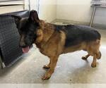 *VALOR - Male German Shepherd Dog Dog for Adoption - Small photo