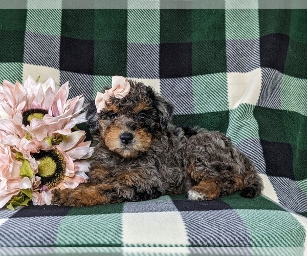 Medium Photo #4 Bichpoo Puppy For Sale in LINCOLN UNIVERSITY, PA, USA