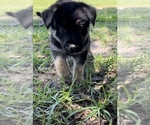 Small Photo #6 German Shepherd Dog Puppy For Sale in E LAURINBURG, NC, USA