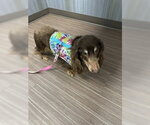 Small #1 Dachshund