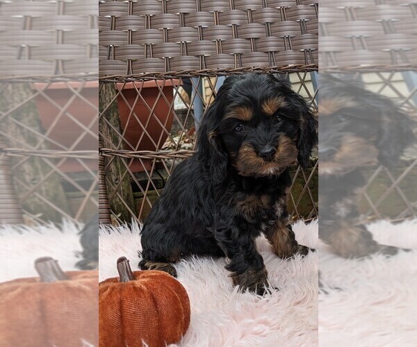 Medium Photo #1 Cock-A-Poo Puppy For Sale in SALEM, MO, USA