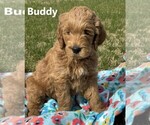 Image preview for Ad Listing. Nickname: Buddy