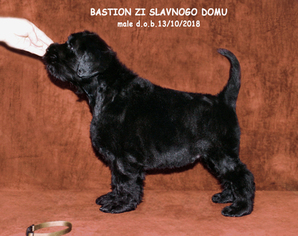 Black Russian Terrier Puppy for sale in Kharkiv, Kharkiv, Ukraine