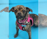 Small #3 Chihuahua Mix
