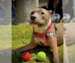 Small #7 American Pit Bull Terrier Mix