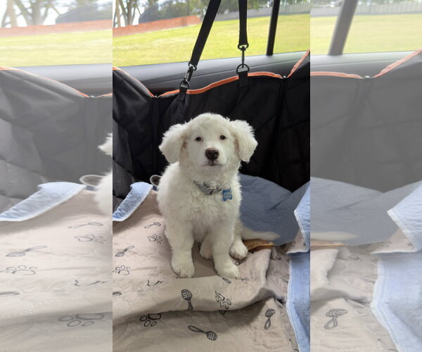 Medium Photo #2 Poodle (Miniature)-Unknown Mix Puppy For Sale in Escondido, CA, USA