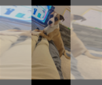 Small #11 Boxer Mix