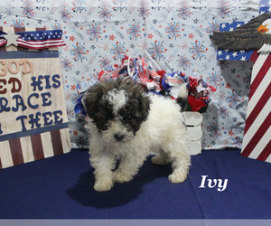 Poodle (Toy) Puppy for sale in CHANUTE, KS, USA