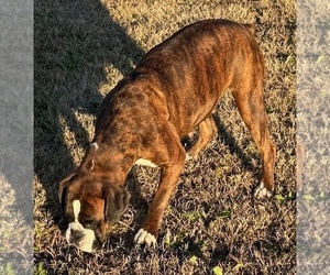 Mother of the Boxer puppies born on 07/30/2026