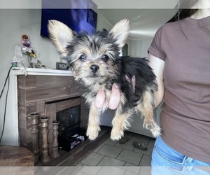 Yorkshire Terrier Puppy for sale in HUGHSON, CA, USA