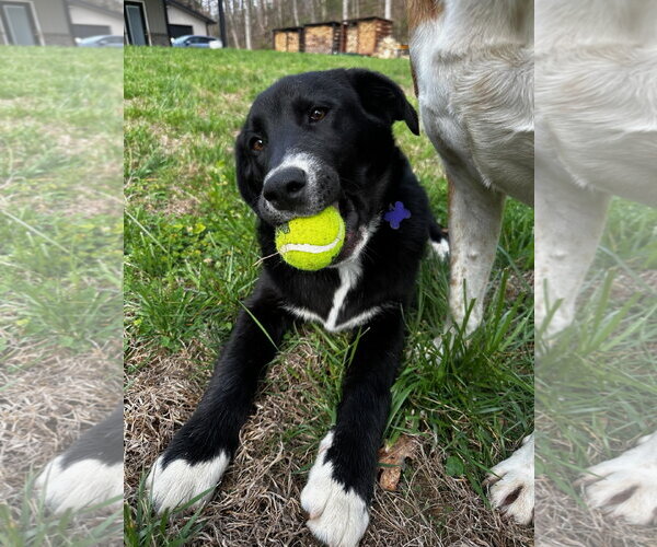 Medium Photo #6 Pyrenees Border Collie Puppy For Sale in Cookeville, TN, USA