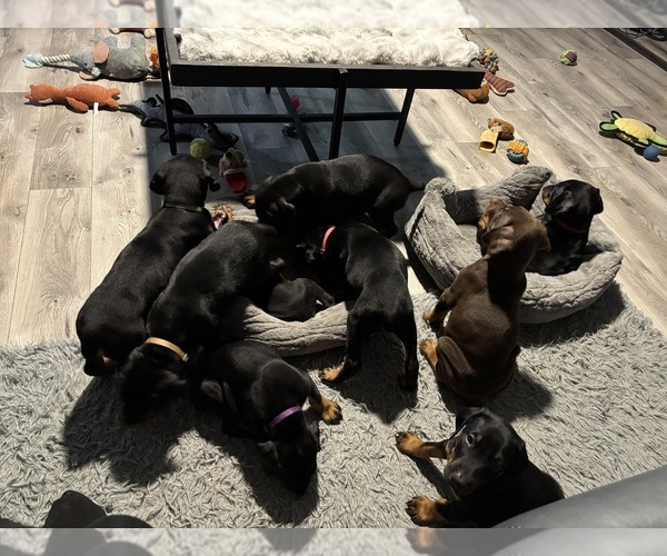 Medium Photo #1 Doberman Pinscher Puppy For Sale in WESTON, WI, USA