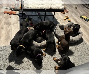 Doberman Pinscher Puppy for Sale in WESTON, Wisconsin USA