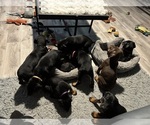 Small Doberman Pinscher