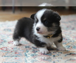 Small #15 Pembroke Welsh Corgi