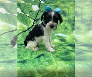 Schnauzer (Miniature) Puppy for sale in LANCASTER, PA, USA