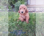 Puppy 16 Goldendoodle