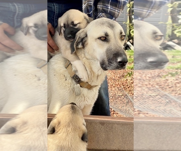 Medium Photo #4 Kangal Dog Puppy For Sale in NORCO, CA, USA