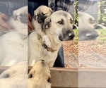 Small Photo #4 Kangal Dog Puppy For Sale in NORCO, CA, USA