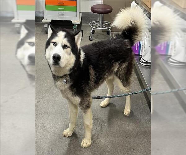Medium Photo #1 Siberian Husky Puppy For Sale in Forestville, MD, USA