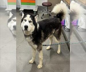 Siberian Husky Dogs for adoption in Forestville, MD, USA