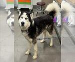 Small Siberian Husky