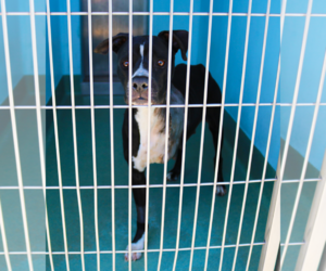 Boxer-Unknown Mix Dogs for adoption in Pasadena, CA, USA