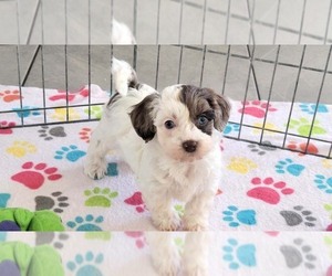 Poovanese Puppy for sale in ORO VALLEY, AZ, USA