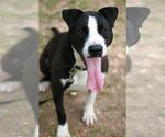 Small Photo #1 Great Dane-Pointer Mix Puppy For Sale in Attalka, AL, USA
