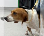 Small #2 Beagle Mix