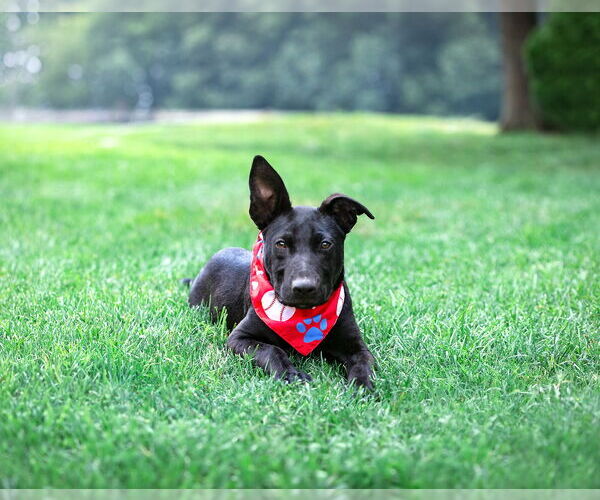 Medium Photo #3 Labrador Retriever-Unknown Mix Puppy For Sale in Unionville, PA, USA