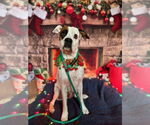 Small #11 Boxer Mix