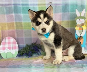 Ausky Puppy for sale in LANCASTER, PA, USA