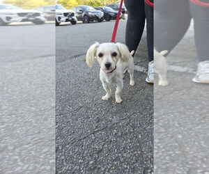 Maltese-Unknown Mix Dogs for adoption in Brooklyn, NY, USA