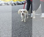 Small Maltese Mix