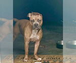 Small American Staffordshire Terrier-Staffordshire Bull Terrier Mix