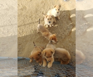 Alaskan Husky-Chinese Shar-Pei Mix Puppy for sale in MOJAVE, CA, USA