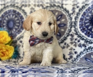 Goldendoodle (Miniature) Puppy for sale in LANCASTER, PA, USA