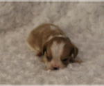 Small Photo #4 Cavalier King Charles Spaniel Puppy For Sale in HOMELAND, CA, USA