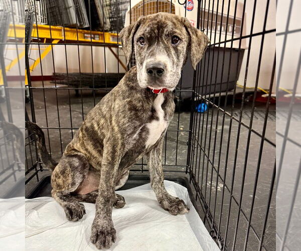 Medium Photo #15 Labrador Retriever-Unknown Mix Puppy For Sale in Canton, CT, USA