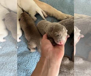 German Shepherd Dog Puppy for sale in PIEDMONT, MO, USA