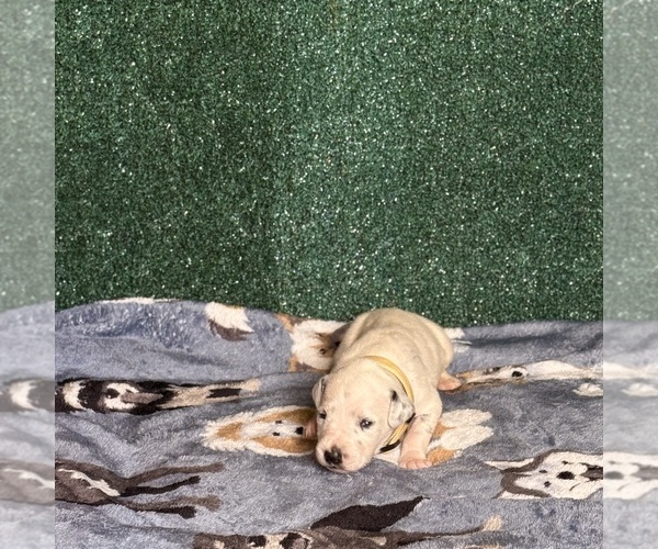 Medium Photo #6 Dalmatian Puppy For Sale in FORT WORTH, TX, USA