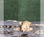 Puppy 5 Dalmatian