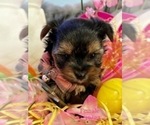 Small Photo #6 Yorkshire Terrier Puppy For Sale in SACRAMENTO, CA, USA