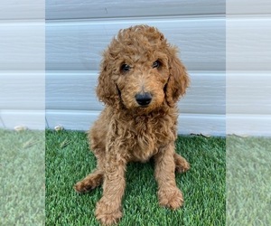 Poodle (Standard) Puppy for sale in MESA, AZ, USA