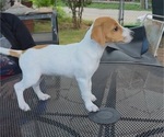 Small #1 Jack Russell Terrier