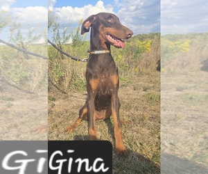 Doberman Pinscher Puppy for sale in POMEROY, OH, USA
