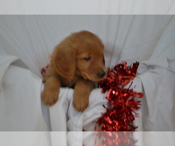 Medium Photo #7 Golden Retriever Puppy For Sale in GREENWOOD, WI, USA
